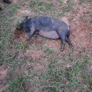 Meet your Posher, Sky